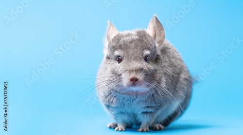 Cuadro en lienzo cute gray chinchilla sitting on blue colored studio background, lovely pets conc