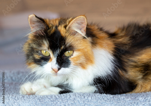 Pet animal, cute calico cat