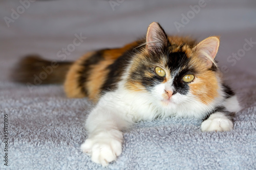 Pet animal, cute calico cat