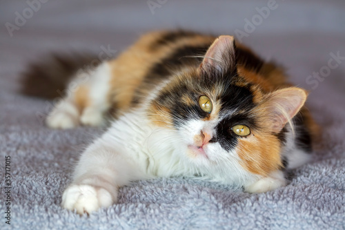 Pet animal, cute calico cat