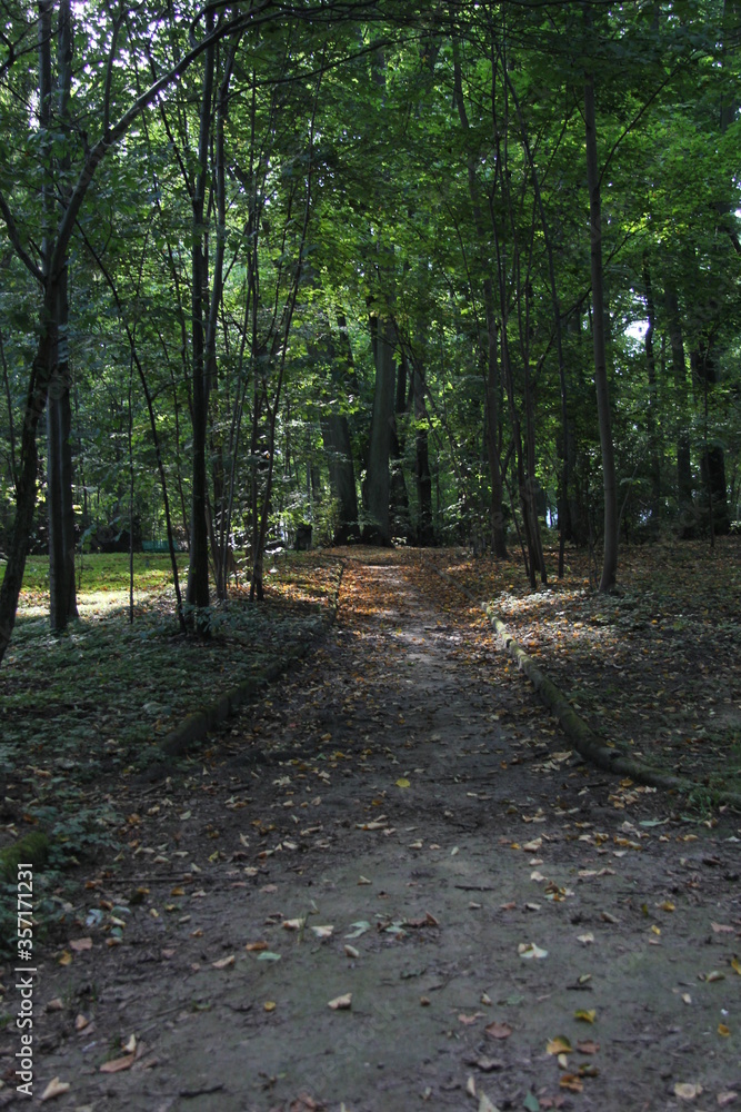 Fototapeta premium path in the woods