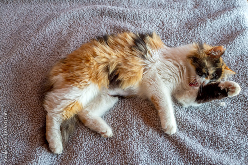 Pet animal, cute calico cat