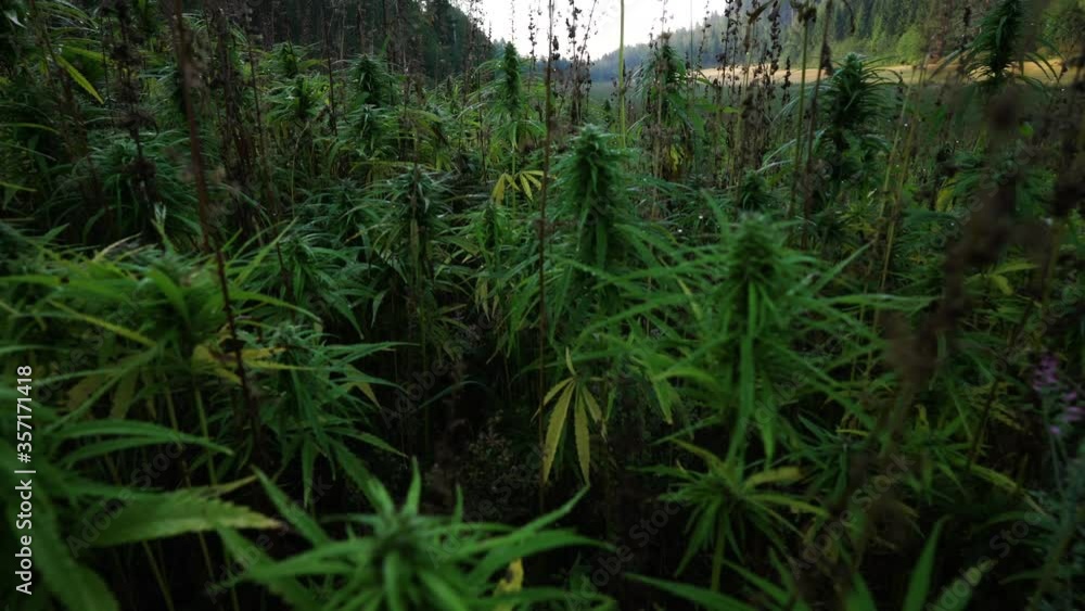 Hemp closeup, going inside the field Hemp closeup, going inside the field