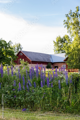 Barn and lupines
