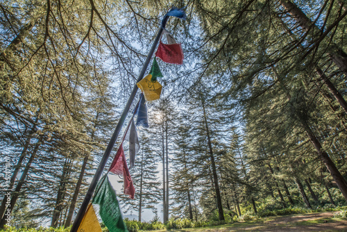 Prayer flags in a Deodar (Cedar) forest in the morning in Pithoragarh, Uttarakhand, India
