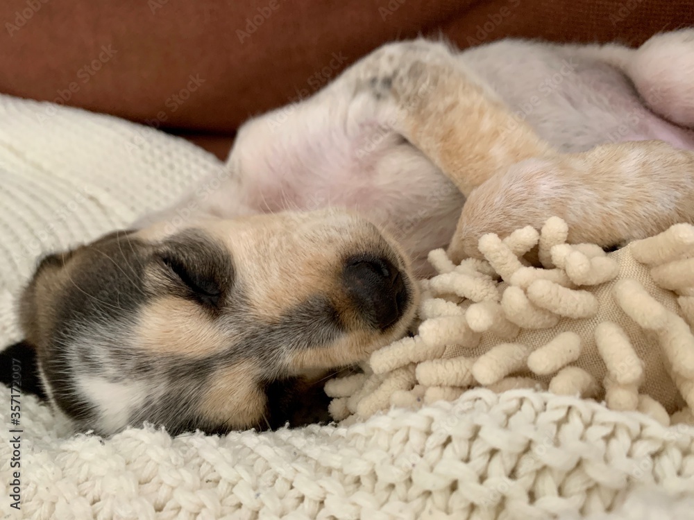 sleeping puppy sleeping sleeping puppy sleeping