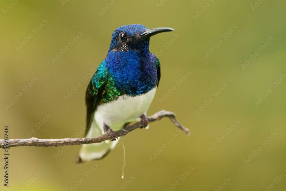 A male white-necked jacobin (Florisuga mellivora) in the tropical forest in El Oro, Ecuador A male white-necked jacobin (Florisuga mellivora) in the tropical forest in El Oro, Ecuador