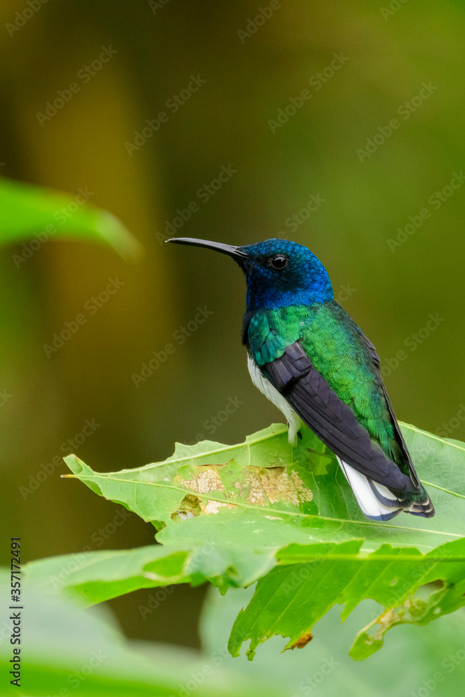 Fototapeta premium A male white-necked jacobin (Florisuga mellivora) in the tropical forest in El Oro, Ecuador