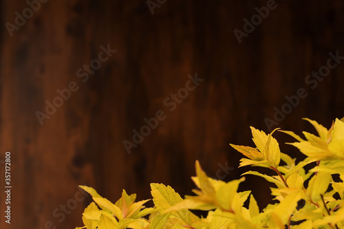 Soft focus autumn yellow and orange spiraea bush leaves on red branches on an old dark wooden background