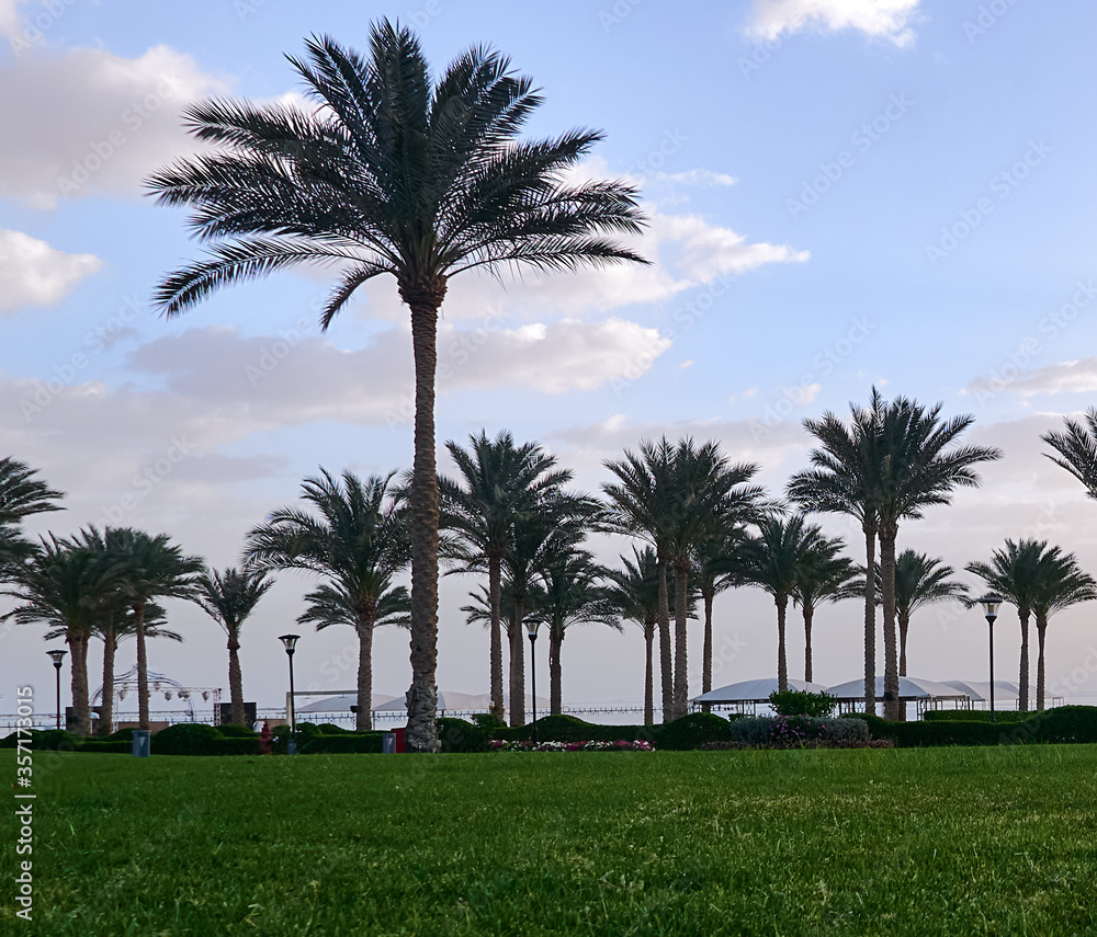 Fototapeta premium palm tree growing against the blue sky