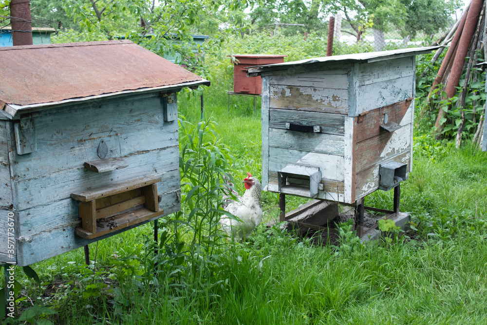houses of bees - hive. beekeeping. apiculture concept. High quality photo houses of bees - hive. beekeeping. apiculture concept. High quality photo