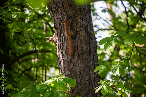 cheerful red squirrel on a tree
