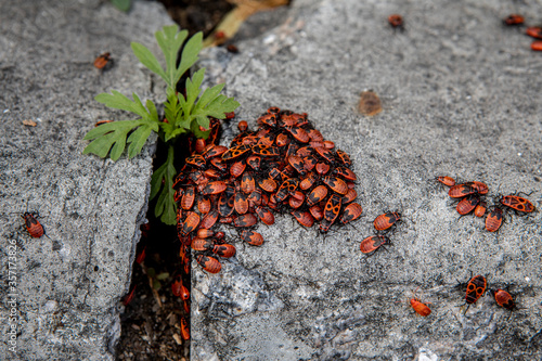 accumulation of beetles Pyrrhocoris apterus on a concrete surface with sprigs of grass. Natural background and place for text