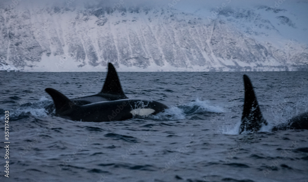 Fototapeta premium dfgdfg