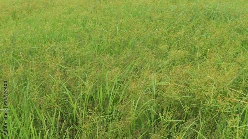 green grass in the wind green grass in the wind