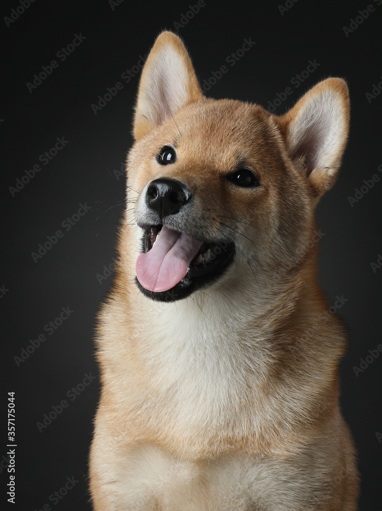 close-up portrait dog, smiling. three month old shiba inu puppy. pet with open mouth on a black background.