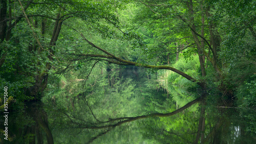 Zielony las odbity w lustrze wody. © Marcin