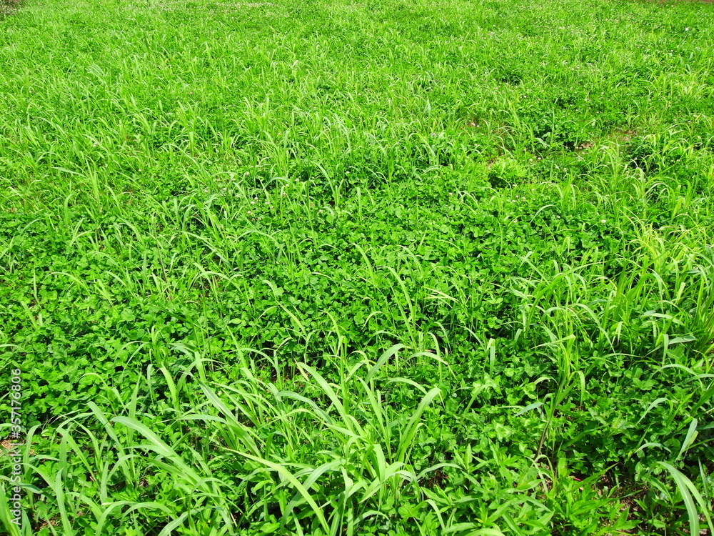 初夏の詰草茂る野原風景 初夏の詰草茂る野原風景