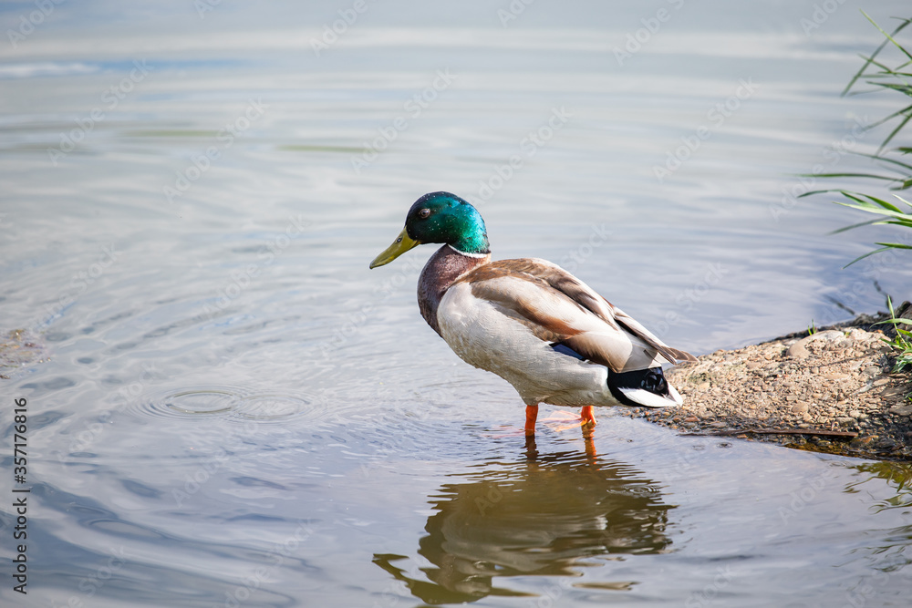 duck on the river duck on the river