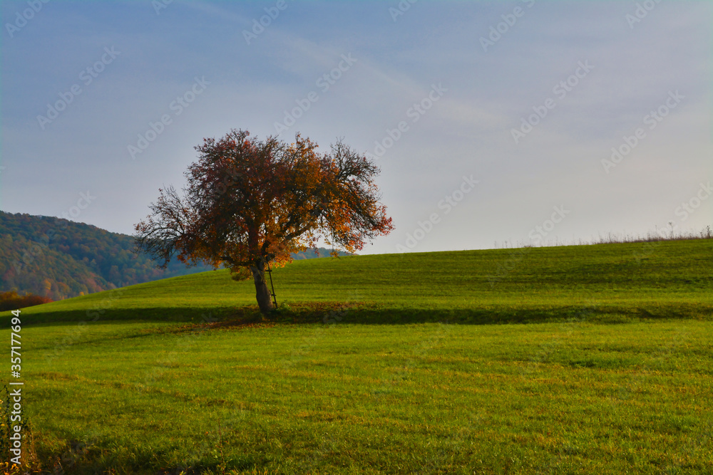Tree on a green field in the autumn
