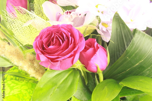 pink rose on green background