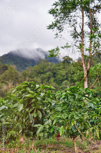 Coffee plants on high mountain