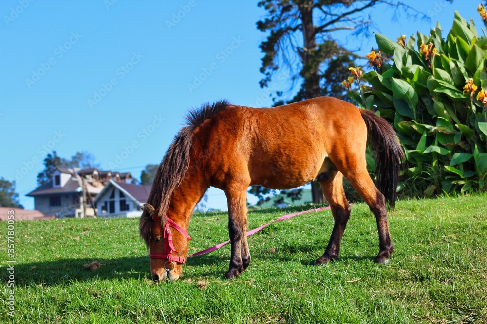 Obraz premium Nuwara Eliya, Sri Lanka. Circa 2016. A beautiful cinematic horse is grazing on a green meadow during the golden hour in the evening.