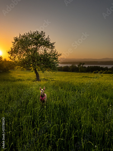 Happy doberman dog jumping and smiling in a green field at sunset