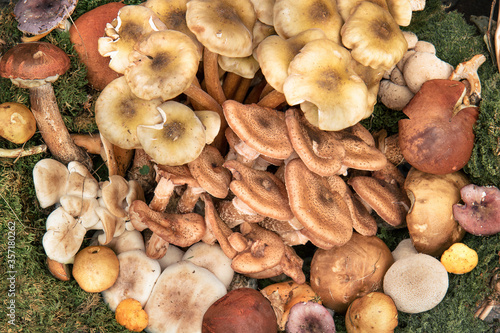 Traditional italian mushrooms. Top view of delicious food
