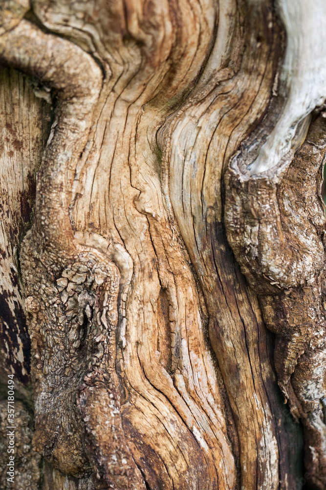 Beautiful Old Bark Pattern Background Beautiful Old Bark Pattern Background