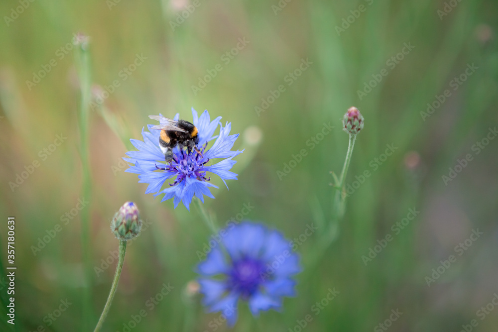 blue flowers with a bee on a meadow blue flowers with a bee on a meadow
