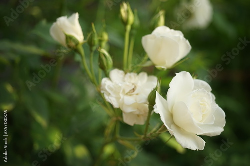 Beautiful bushy white roses grow in the garden