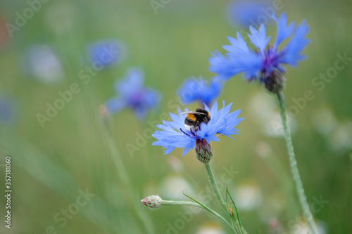 blue flowers with a bee on a meadow