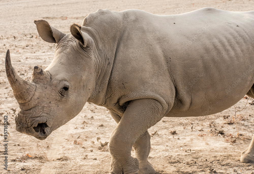 Obraz premium 13132132