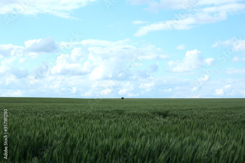 Photo of an endless green wheat field with one tree in the middle against a blue sky with white clouds.