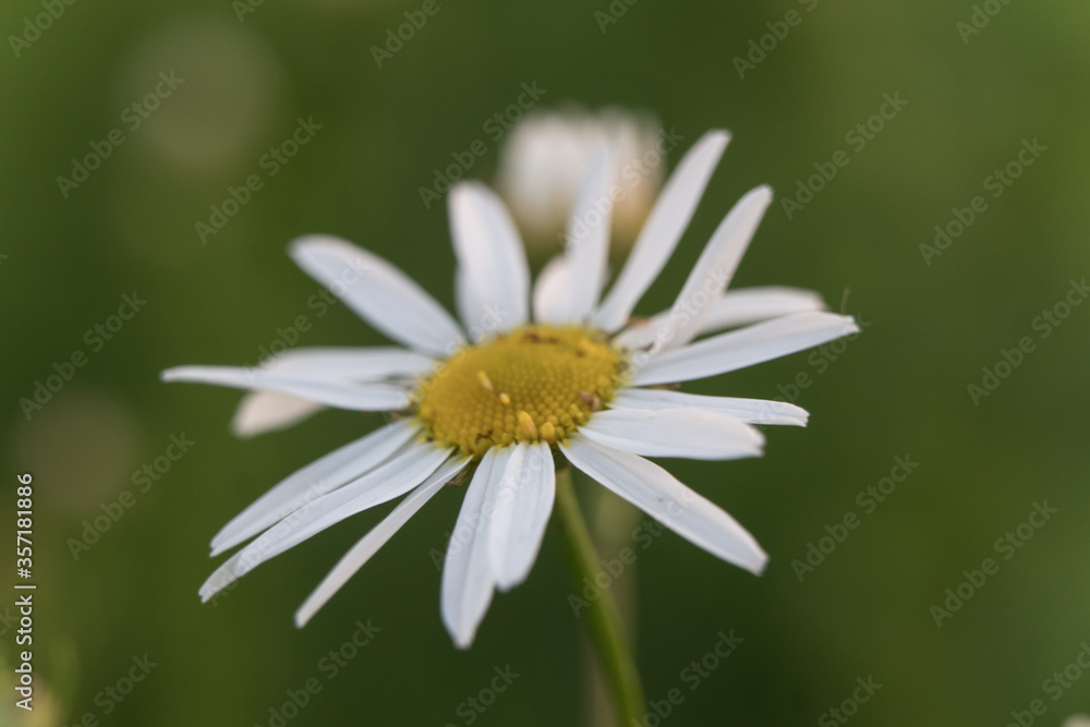 Obraz premium Bud of a blooming chamomile close-up. Macro photo of a daisy