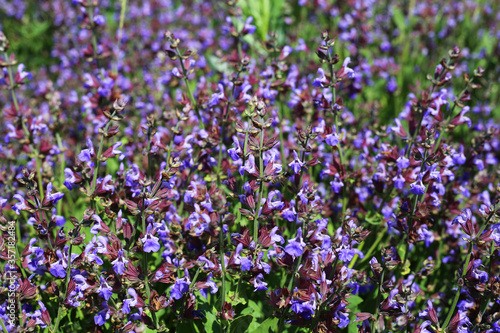 Field of sage flowers at summer. Violet herbs meadow. beautiful summer background.