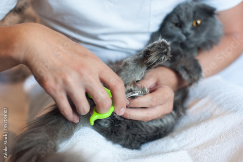 Grey cats of the Scottish fold breed cut their nails with special scissors.
