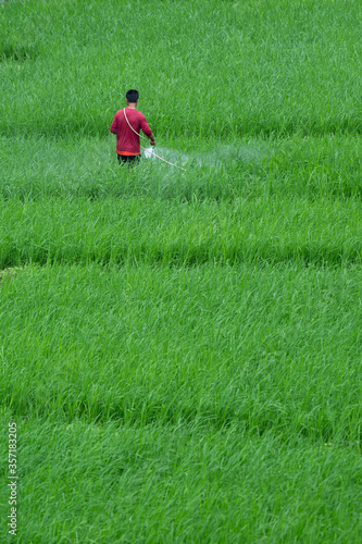 Farmers spraying insects in his field