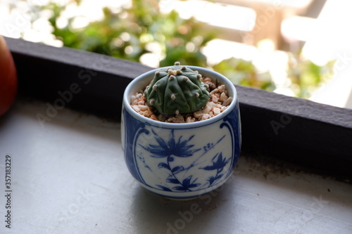 potted plant in a pot