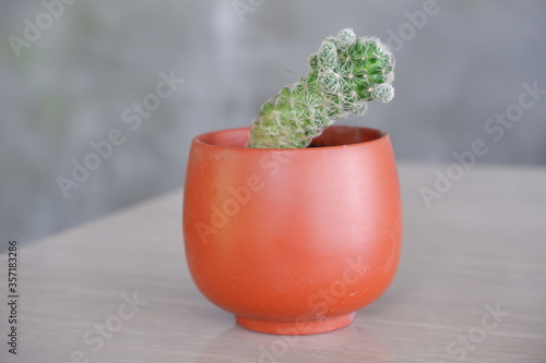 cactus in flowerpot