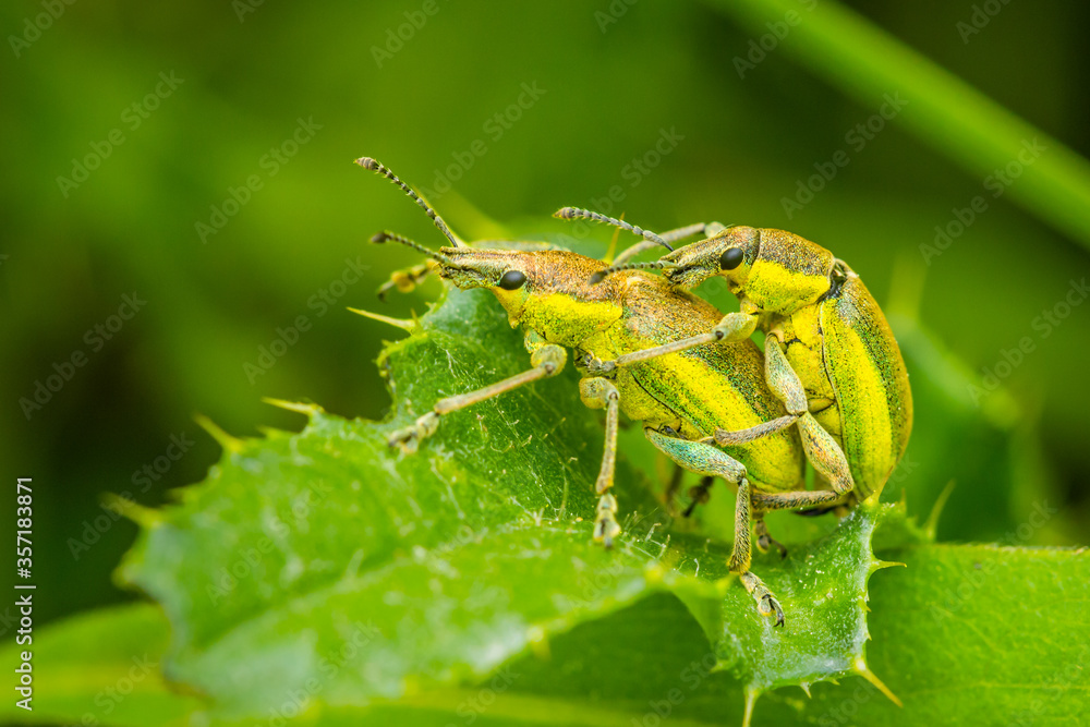 Fototapeta premium Owad