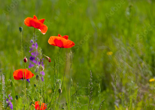  red poppies blooming in the field