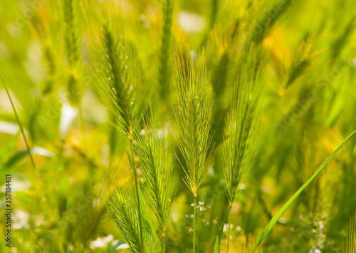 delicate spikelets in the green grass