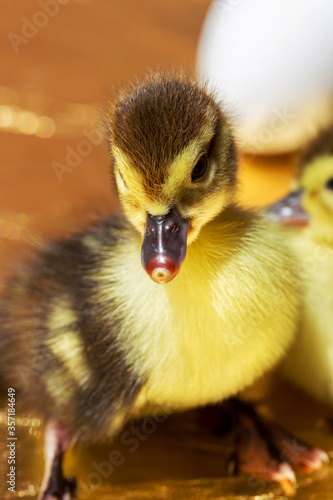 Cute little yellow goslings, selective soft focus