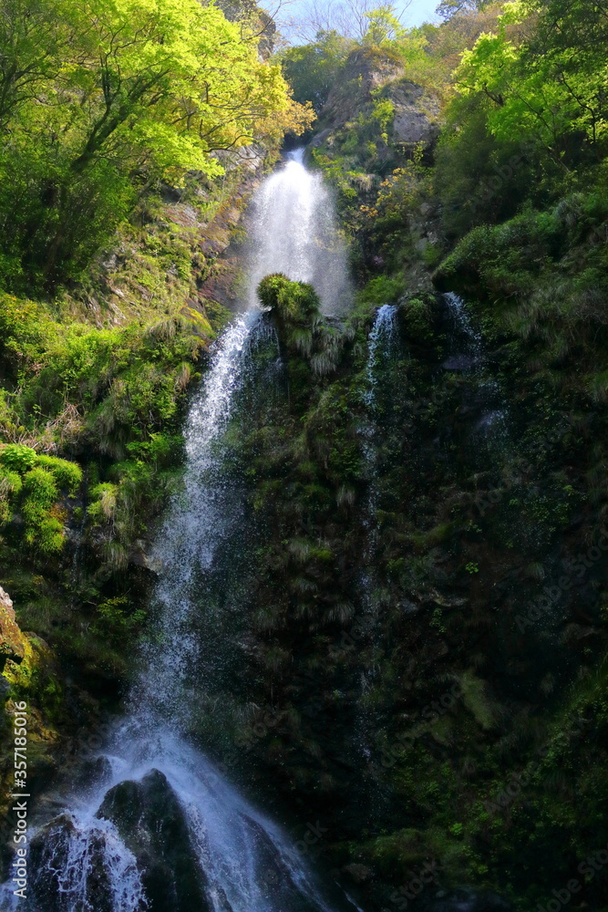 Fototapeta premium 清々しい樽の滝（高知県高知市） 