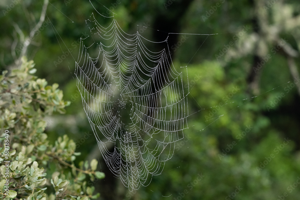 custom made wallpaper toronto digitalSpider web.