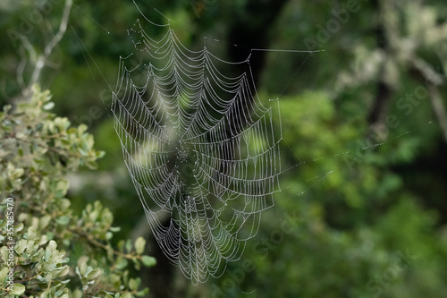 Spider web.