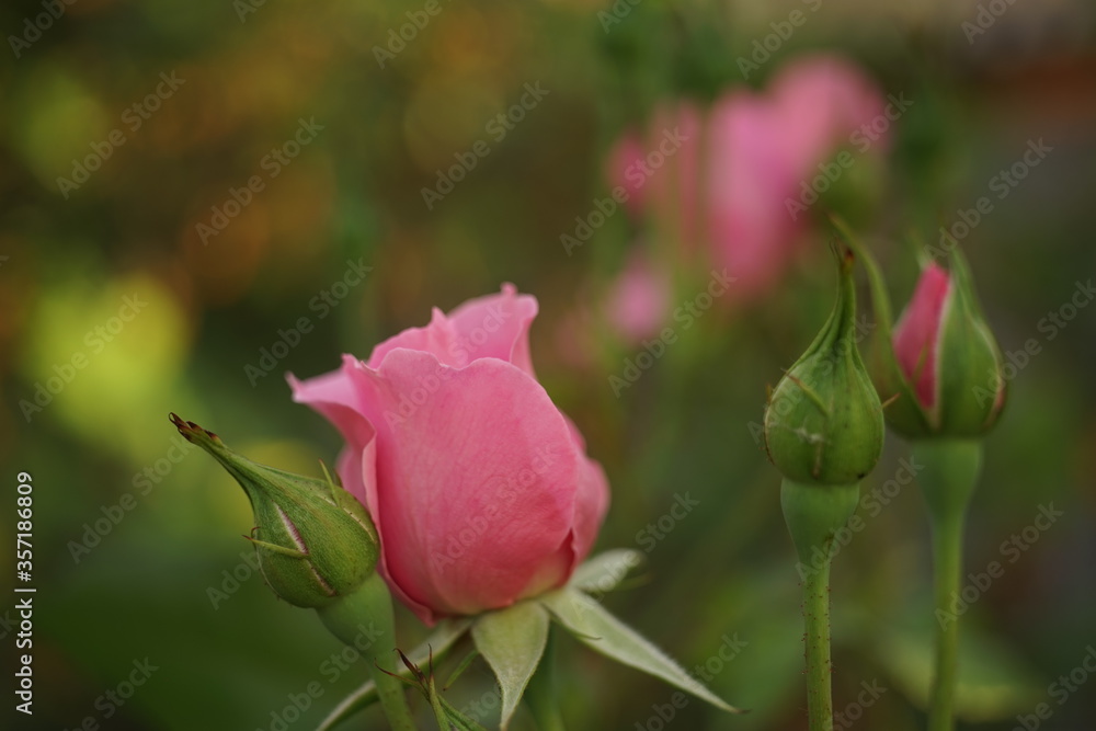 Little pink rose flower with young green buds. Flowers grow in the garden. Side view, close up. Sunny summer day