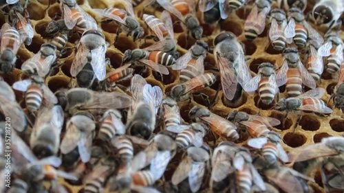 The male bees and the worker honey bees sitting on the beehive together